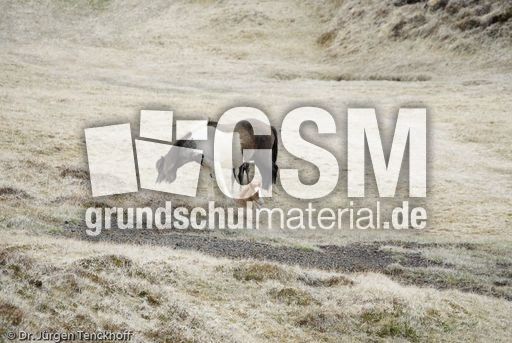 Islandpferde (7 von 50).jpg